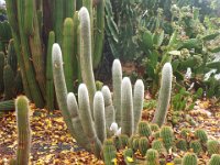 DSCF6722  A house with a garden of cactuses in Penola, South Australia.