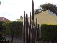 DSCF6723  A house with a garden of cactuses in Penola, South Australia.