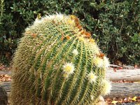 DSCF6724  Giant cactus in a garden at a house in Penola, South Australia.