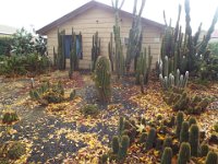 DSCF6725  A house with a garden of cactuses in Penola, South Australia.