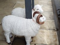 DSCF6727  Sheep statues in Penola Town Centre, South Australia.