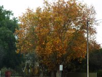 DSCF6751  Autumn trees in Penola, South Australia.