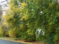 DSCF6752  Autumn trees in Penola, South Australia.