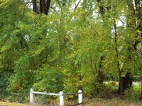 DSCF6753  Autumn trees in Penola, South Australia.