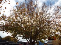 DSCF6757  Autumn tree in Naracoorte Town Centre, South Australia.
