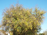 DSCF7180  Autumn trees in Keith, South Australia, our morning tea stop on our drive from Naracoorte to Adelaide.