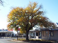 DSCF7182  Autumn trees in Keith, South Australia, our morning tea stop on our drive from Naracoorte to Adelaide.