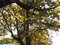 DSCF7183  Autumn trees in Keith, South Australia, our morning tea stop on our drive from Naracoorte to Adelaide.