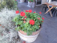 P5040084  Geraniums outside the Pond Cafe, Torquay.