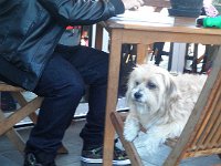 P5040090  Cute dog having breakfast at the the Pond Cafe, Torquay.