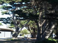 P5040093  Trees near the ocean in Torquay.