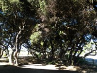 P5040108  Trees near the ocean in Anglesea
