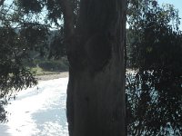 P5040122  View from our picnic spot at Lorne.