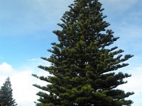 P5050156  Rauleigh admires the norfolk pine tree along Apollo Bay foreshore.
