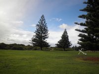P5050157  Fabulous norfolk pine trees along Apollo Bay foreshore.