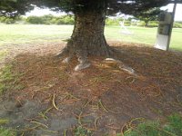 P5050158  Trunk of a giant norfolk island pine at Apollo Bay Foreshore.