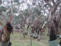P5060168  Eucalypt trees protected from koalas at Bimbi Park Camping Under Koalas, Cape Otway.