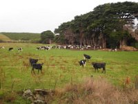 P5060173  Cows in a field on the Great Ocean Road, Victoria.