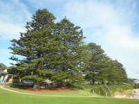 P5060182  Norfolk Pines at Port Campbell.