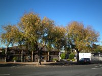 P5160216  Autumn trees in Keith, South Australia, our morning tea stop on our drive from Naracoorte to Adelaide.
