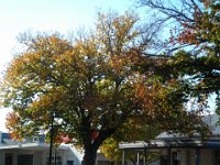 P5160217  Autumn trees in Keith, South Australia, our morning tea stop on our drive from Naracoorte to Adelaide.