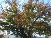 P5160218  Autumn trees in Keith, South Australia, our morning tea stop on our drive from Naracoorte to Adelaide.