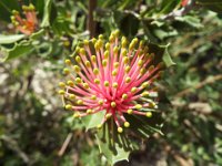 DSCF0535   B. cuneata  flower Oct 7 2016 at Kings Park, Perth..