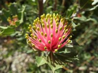 DSCF0536   B. cuneata  flower Oct 7 2016 at Kings Park, Perth..