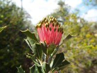 DSCF0537   B. cuneata  flower Oct 7 2016 at Kings Park, Perth..