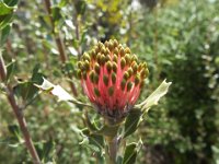 DSCF0538   B. cuneata  flower Oct 7 2016 at Kings Park, Perth..