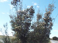 DSCF9169   B. cuneata  tree in FULL flower east of Quairading WA.