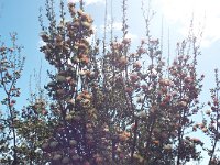 DSCF9179   B. cuneata  tree in FULL flower east of Quairading WA.
