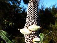DSCF3704   B. menziesii  yellow form cone with green follicles 16/09/2018 at Junction of Derriton St and Champlin Way, in Canning River Regional Park, Kent St, Cannington.