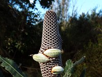 DSCF3705   B. menziesii  yellow form cone with green follicles 16/09/2018 at Junction of Derriton St and Champlin Way, in Canning River Regional Park, Kent St, Cannington.