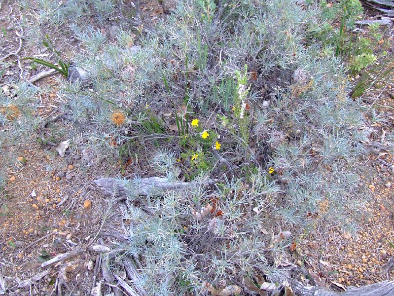 DSCF3629.JPG -   B. sphaerocarpa  var.  caesia  plant on gravel.