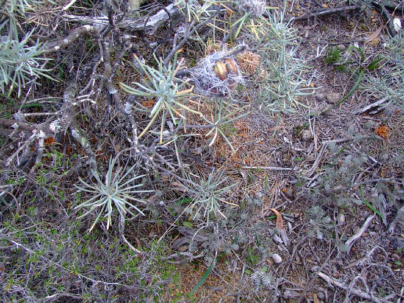 DSCF3635.JPG -   B. sphaerocarpa  var.  caesia  plant on gravel.