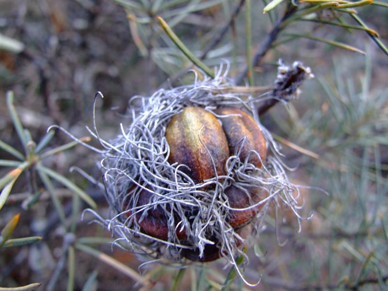 DSCF3634.JPG -   B. sphaerocarpa  var.  pumilio  fruit.