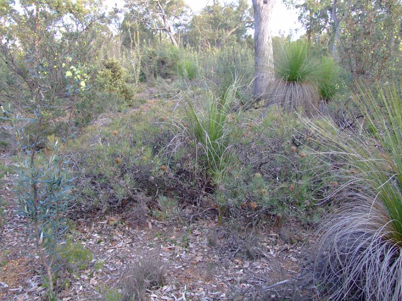 DSCF3637.JPG -   B. sphaerocarpa  var.  pumilio  plants in marri woodland.