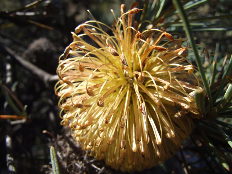 DSCF5189.JPG - Flower in March 2008.