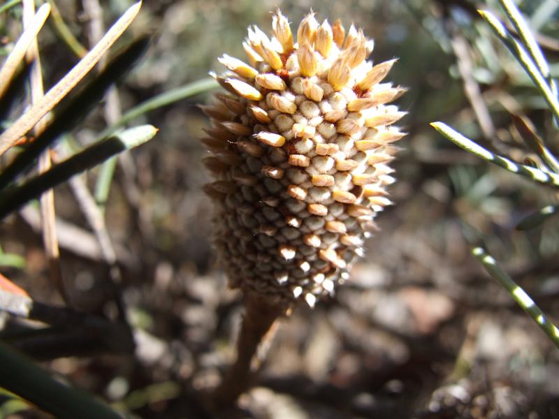 DSCF5192.JPG - Bud in March 2008.