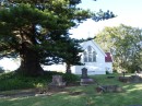 04190031 * Large Norfolk Island pine in the graveyard beside St James church in Kerikeri. * 2240 x 1680 * (1.15MB)