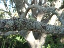 04190037 * Spanish moss on the oak tree in the grounds of St James church in Kerikeri. * 2240 x 1680 * (853KB)