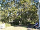 04190039 * Sam taking a load off near the oak tree in the grounds of St James church in Kerikeri. * 2240 x 1680 * (777KB)