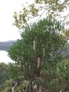 04230009 * Banksia ericifolia as seen from our balcony at the Island View. * 1680 x 2240 * (1000KB)