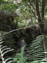 04210015 * The stream flowing out of the Kawiti Glow-worm Caves. * 1680 x 2240 * (1.1MB)