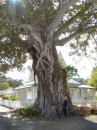 04250041 * Magnificent old morton bay fig tree next to the police station overlooking the bay in Russell. * 1680 x 2240 * (1.08MB)