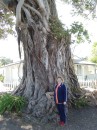 04250042 * Sam beside the magnificent old morton bay fig tree next to the police station overlooking the bay in Russell. * 1680 x 2240 * (1.07MB)