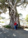 04250043 * Sam and Rauleigh beside the magnificent old morton bay fig tree next to the police station overlooking the bay in Russell.  Thanks to the American tourists who took our photo. * 1680 x 2240 * (1.18MB)