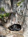 04250045 * A local sleeping off a hard night in the sun by the bay in Russell. * 1680 x 2240 * (1.35MB)