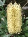 04260041 * Banksia marginarta growing beside the road in Russell.  Not a native but loves the conditions. * 1680 x 2240 * (714KB)